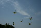 Malard Enten